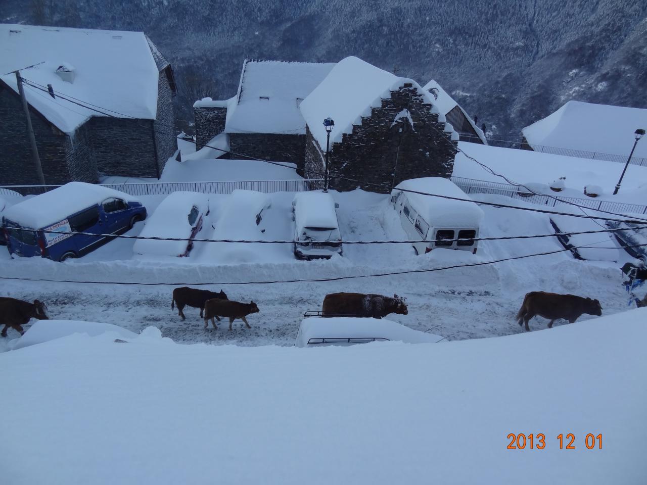 Vaches 