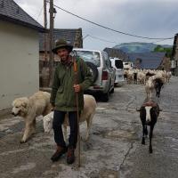 Transhumance Arres De Sus