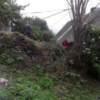 Abattage des arbres 2 5