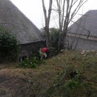 Abattage des arbres 3 5