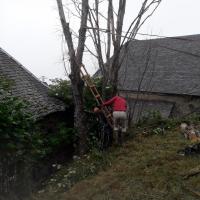 Abattage des arbres 5