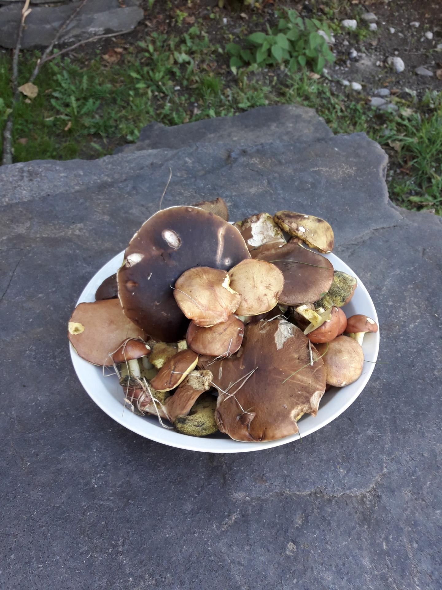 Champignons 1