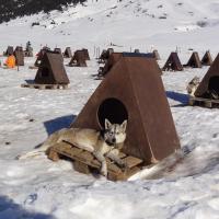 Chiens de traineaux