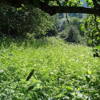 Jardin avant la tonte