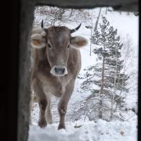 Une curieuse 